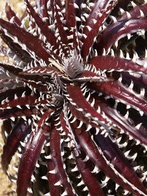 DYCKIA Brittle Star